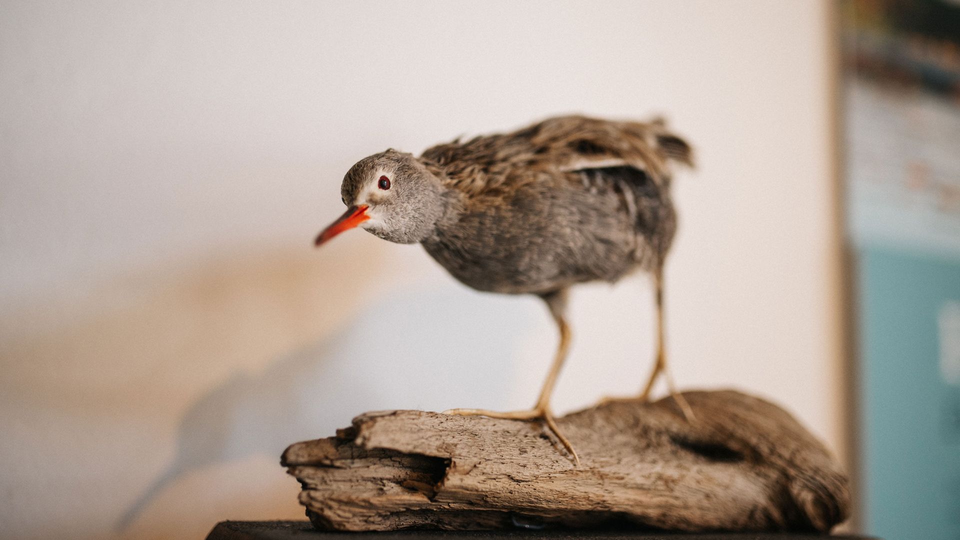 Ausstellungsstück im NaturparkZentrum Westhavelland